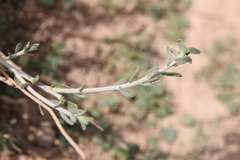 Achillea fragrantissima