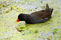 Gallinula chloropus