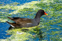 Gallinula chloropus