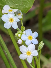 Myosotis cespitosa
