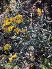 Genista canariensis image