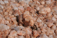 Trachypetrella anderssonii