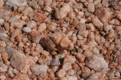 Trachypetrella anderssonii