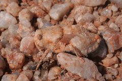 Trachypetrella anderssonii