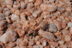 Trachypetrella anderssonii