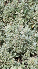 Atriplex cinerea
