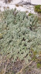 Atriplex cinerea