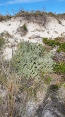 Atriplex cinerea