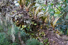 Image of Bulbophyllum nutans