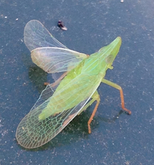 Rhynchomitra