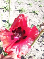Papaver bracteatum