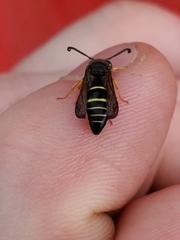 Ancistrocerus antilope