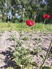 Papaver bracteatum