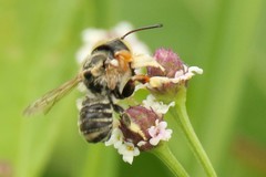 Megachile albitarsis