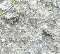 Eucriotettix oculatus