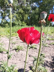 Papaver bracteatum