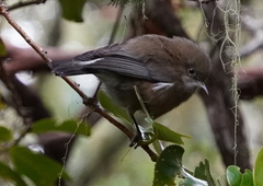 Zosterops borbonicus