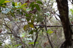 Zosterops borbonicus