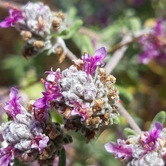 Teucrium capitatum majoricum