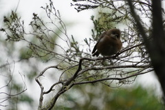 Zosterops borbonicus