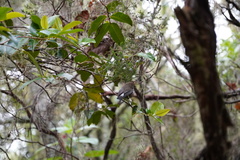 Zosterops borbonicus