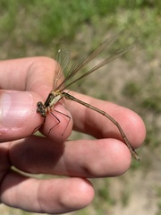 Lestes inaequalis