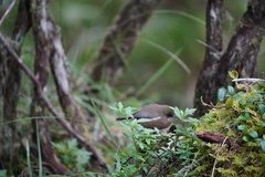 Zosterops borbonicus
