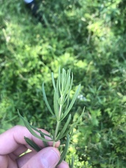 Eupatorium torreyanum