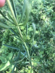 Eupatorium torreyanum