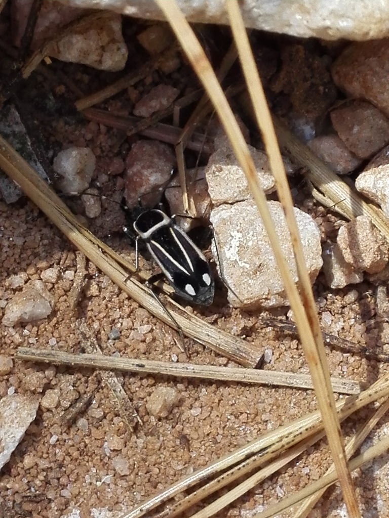 Ragliodes delineatus
