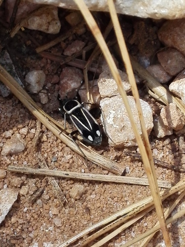 Ragliodes delineatus