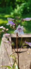 Penstemon calycosus