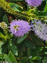 Veronica × andersonii