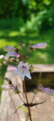 Penstemon calycosus