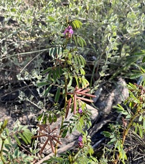 Indigofera helmsii