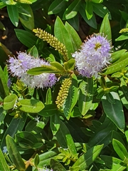 Veronica × andersonii