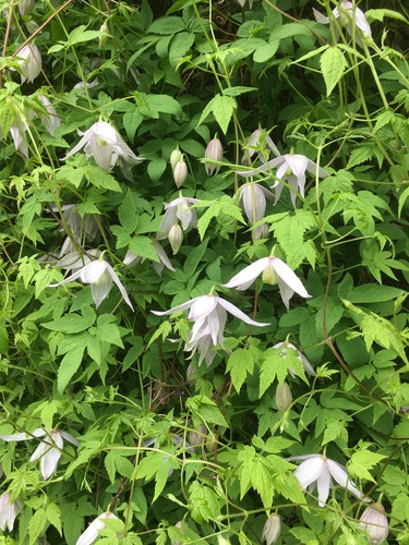Planinska pavitina (Clematis alpina)