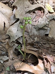 Pyrola americana