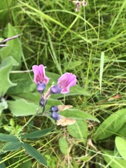 Lathyrus linifolius