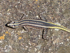 Platysaurus intermedius rhodesianus