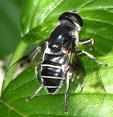 Eristalis saxorum