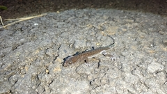 Cyrtodactylus marmoratus