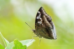 Euthalia phemius