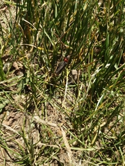 Cantharis rustica