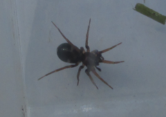 Phrurolithus festivus