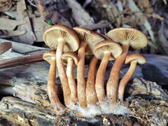 Pholiota communis
