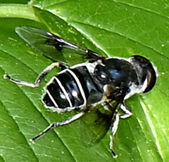 Eristalis saxorum