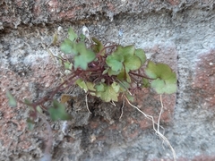 Cymbalaria muralis