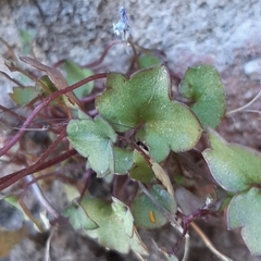 Cymbalaria muralis