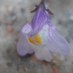 Cymbalaria muralis